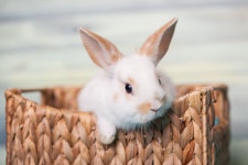 Rabbit HD Wallpaper | Background Image | 2700x1800 | ID:955352 - Wallpaper Abyss  Rabbit HD Wallpaper | Background Image... 
