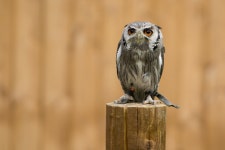 Owl HD Wallpaper | Background Image | 2048x1365 | ID:991008... Abyss  Owl HD Wallpaper | Background Image | 2048x1365 | ID:991008