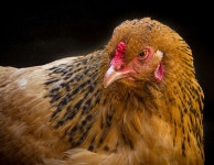 Chicken Portrait Jigsaw Puzzle by Jean Noren - Fine Art America Chicken Portrait Jigsaw Puzzle by Jean Noren