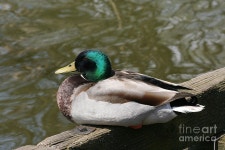 Mallard Duck Photograph by Judy Whitton Mallard Duck by Judy Whitton