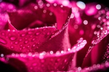 Rose Photograph by John KELLY Rose by John KELLY