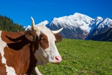 Cow Digital Art by Hp Huber - Fine Art America Cow by Hp Huber