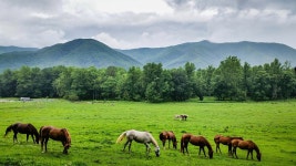 Grazing Photograph by Joe Leone - Fine Art America Grazing by Joe Leone