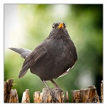 Blackbird Photograph by Nick Eagles - Fine Art America Blackbird by Nick Eagles