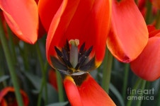 Inner Beauty Photograph by Ekta Gupta - Fine Art America Inner Beauty by Ekta Gupta