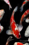 Koi Fish Digital Art by Bui Thai Koi Fish  by Bui Thai