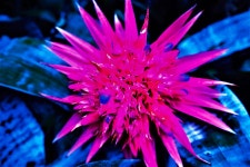 Pink star Mixed Media by Anna - Fine Art America Pink star by Anna