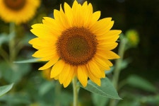 Sunflower_6982 Photograph by Rocco Leone - Fine Art America Sunflower_6982 by Rocco Leone