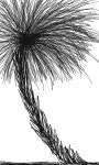 Black Tree Drawing by Sam Ke - Fine Art America Black Tree by Sam Ke