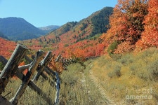 Country Road Photograph by Carla Stanley - Fine Art America Country Road  by Carla   Stanley
