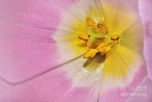Inner Beauty Photograph by Kaye Menner | Fine Art America Inner Beauty by Kaye Menner
