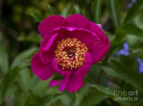 Macro 9 Photograph by James Yang Macro 9 by James Yang