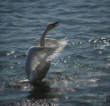 Swan 9 Photograph by James Yang Swan 9 by James Yang