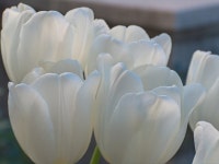 Free Tulips Stock Photo - FreeImages.com