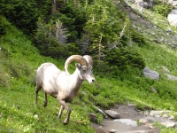 Free Dall Sheep Stock Photo - FreeImages.com