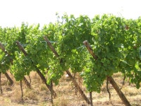 Free wine Stock Photo - FreeImages.com