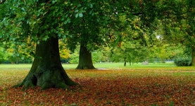 Free Autumn Stock Photo - FreeImages.com
