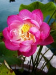 Free Lotus 34 Stock Photo - FreeImages.com