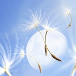 SEUNGKWAN (승관) – 민들레 (Dandelion) Lyrics | Genius Lyrics SEUNGKWAN (승관) – 민들레 (Dandelion)