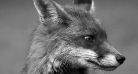 Red Fox (Experiment in Terror, #2) by Karina Halle | Goodreads Red Fox (Experiment in Terror, #2)