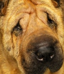 Puppy Mills Hurt People Too | HuffPost DC Puppy Mills Hurt People Too