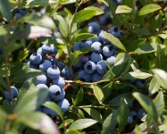 Who Grows Our Food: Wild Blueberries, Honeybees And Wymans Of Maine | HuffPost Impact Who Grows Our Food: Wild Blueberries... 