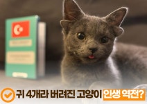 인스타 스타.jpg - 축구의시작, 킥오프 인스타 스타.jpg