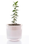 [트리플래닛] 올리브 스밈 basic (15cm)_tree planet [트리플래닛] 올리브 스밈 basic (15cm)