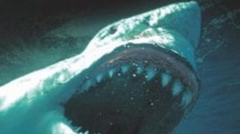 Dark Waters (2003) | MUBI