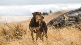 A Dogs Way Home (2019) | MUBI A Dogs Way Home