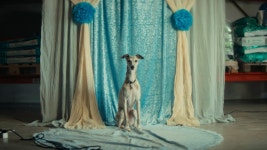 Puppy Love (2021) | MUBI Puppy Love