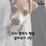 [카드뉴스] 강아지 행동 알아보기 2탄 – 비마이펫 라이프