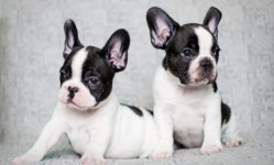 프렌치불독 – 비마이펫 라이프