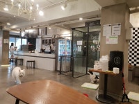 논현동 애견카페 봉브라더스 – 비마이펫 라이프