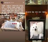 도끼 반려견 구름이 사건으로 살펴보는 동물 의료사고 악순환 – 비마이펫 라이프