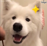 사모예드의 하루 일과는? – 비마이펫 라이프