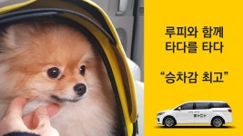 펫택시 첨 타봤오요