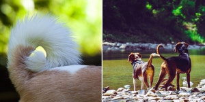 강아지 꼬리, 흔드는 방향 보면 기분 알 수 있어 – 비마이펫 라이프 알아둬라멍!! 강아지 꼬리 흔드는 방향 따라 의미가 달라