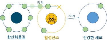 노령동물 간식 시니멀 만든 옵스틴, 어떤 기업일까? – 비마이펫 라이프