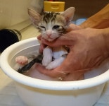 고양이 목욕시키기, 방법과 요령 알아보기 – 비마이펫 라이프 고양이 목욕 시키는 방법과 요령 알아보기