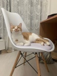 고양이, 집사 자리를 노리는 5가지 이유 – 비마이펫 라이프 고양이가 자꾸 집사 자리를 뺏는 5가지 이유