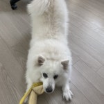 강아지가 기지개 켜는 자세를 하는 이유 7가지 – 비마이펫 라이프