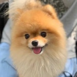 강아지 표정, 어떤 기분을 나타내고 있을까? – 비마이펫 라이프