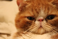 엑조틱 고양이 특징 알아보기, 납작한 코와 큰 눈이 매력적인 고양이! – 비마이펫 라이프 가필드의 모델! 엑조틱 고양이 알아보기