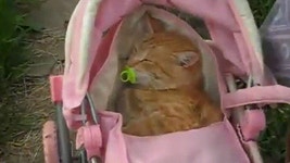 고양이 유모차 추천 10가지, 동물병원 갈 때 좋아요! – 비마이펫 라이프 얼굴은 애기지만 근육질인 고양이(뚱냥이) 집사라면..