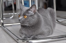 샤르트뢰, 미소 짓고 있는 브리티쉬 숏헤어 고양이? – 비마이펫 라이프 입꼬리가 올라간 미소 짓는 고양이, 샤르트뢰♥