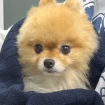 강아지 백내장에 좋은 음식 8가지 알아보기 – 비마이펫 라이프 강아지 백내장에 좋은 음식 8가지
