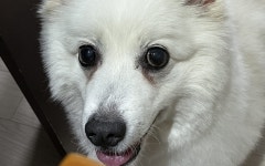 강아지 백내장에 좋은 음식 8가지 알아보기 – 비마이펫 라이프 강아지 백내장에 좋은 음식 8가지