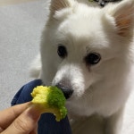 강아지 백내장에 좋은 음식 8가지 알아보기 – 비마이펫 라이프 강아지 백내장에 좋은 음식 8가지