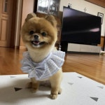 러블리한 스타일의 강아지 원피스 추천 15가지 - 사진 찍을 때 좋아요! – 비마이펫 라이프 사진 찍기 좋은 러블리한 디자인의 강아지 원피스♥